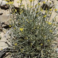 Genista capitellata