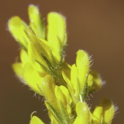 Genista capitellata