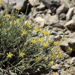 Genista capitellata