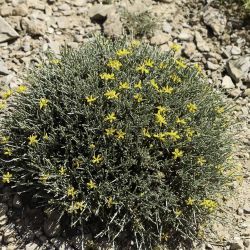 Genista capitellata