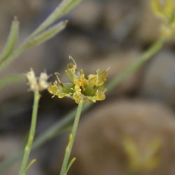 Genista capitellata
