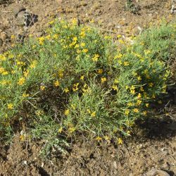 Genista cephalantha subsp. demnatensis