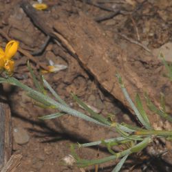 Genista cephalantha subsp. demnatensis