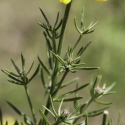 Genista clavata