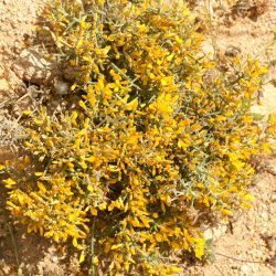 Genista ifniensis