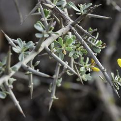 Genista ifniensis