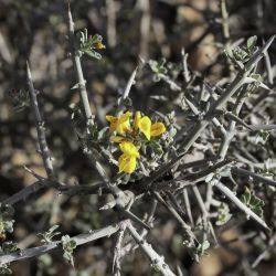Genista ifniensis