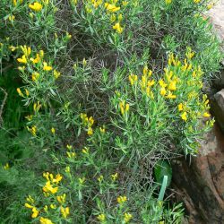 Genista ifniensis