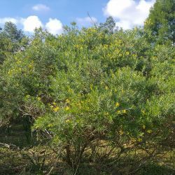 Genista linifolia