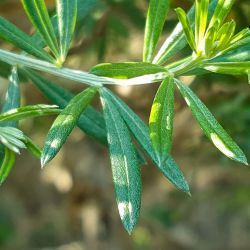 Genista linifolia