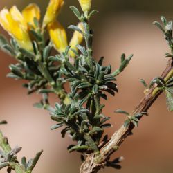Genista pseudopilosa