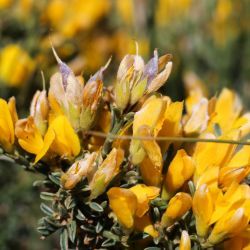 Genista pseudopilosa
