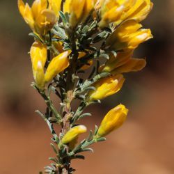 Genista pseudopilosa