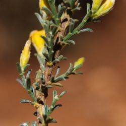 Genista pseudopilosa