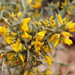 Genista scorpius subsp. myriantha