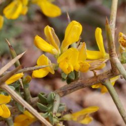 Genista scorpius subsp. myriantha