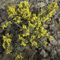 Genista scorpius subsp. myriantha