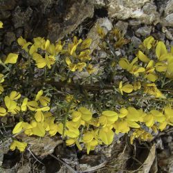 Genista scorpius subsp. myriantha