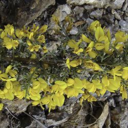 Genista scorpius subsp. myriantha