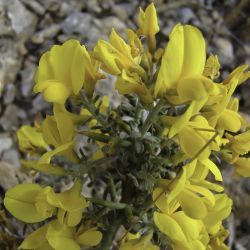 Genista scorpius subsp. myriantha