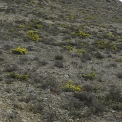Genista scorpius subsp. myriantha