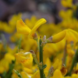 Genista scorpius subsp. myriantha