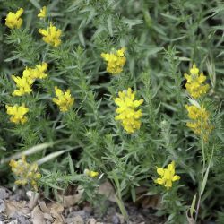 Genista tournefortii subsp. jahandiezii