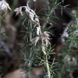 Genista tournefortii subsp. jahandiezii