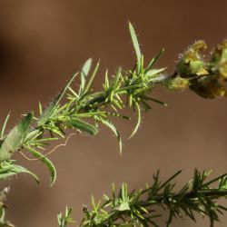 Genista tournefortii subsp. jahandiezii