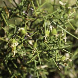 Genista tricuspidata