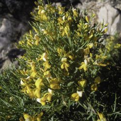 Genista tricuspidata