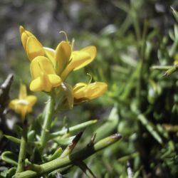 Genista tricuspidata