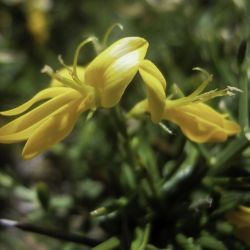 Genista tricuspidata