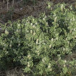 Glycyrrhiza foetida