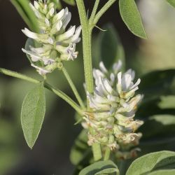 Glycyrrhiza foetida
