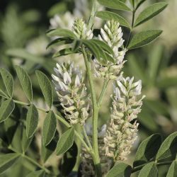 Glycyrrhiza foetida