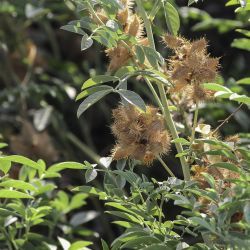 Glycyrrhiza foetida