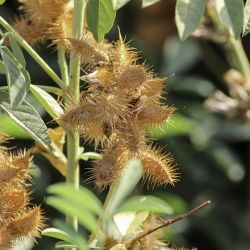 Glycyrrhiza foetida