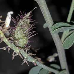 Glycyrrhiza foetida