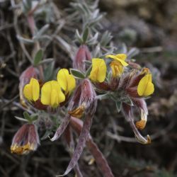 Hammatolobium kremerianum