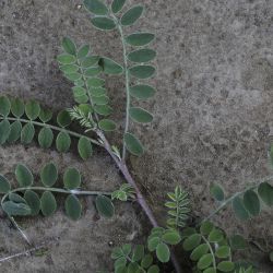 Hedysarum aculeolatum subsp. aculeolatum
