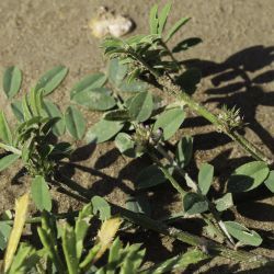Hedysarum aculeolatum subsp. aculeolatum