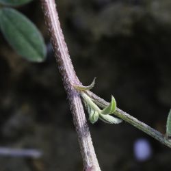 Hedysarum aculeolatum subsp. aculeolatum