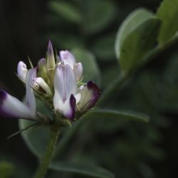Hedysarum aculeolatum subsp. aculeolatum