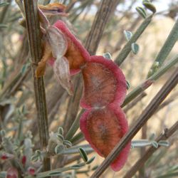 Hedysarum argyreum