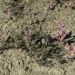 Hedysarum boveanum subsp. boveanum