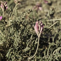 Hedysarum boveanum subsp. boveanum
