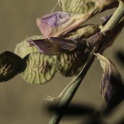 Hedysarum boveanum subsp. boveanum
