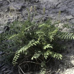 Hedysarum boveanum subsp. boveanum