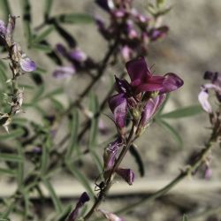 Hedysarum boveanum subsp. boveanum